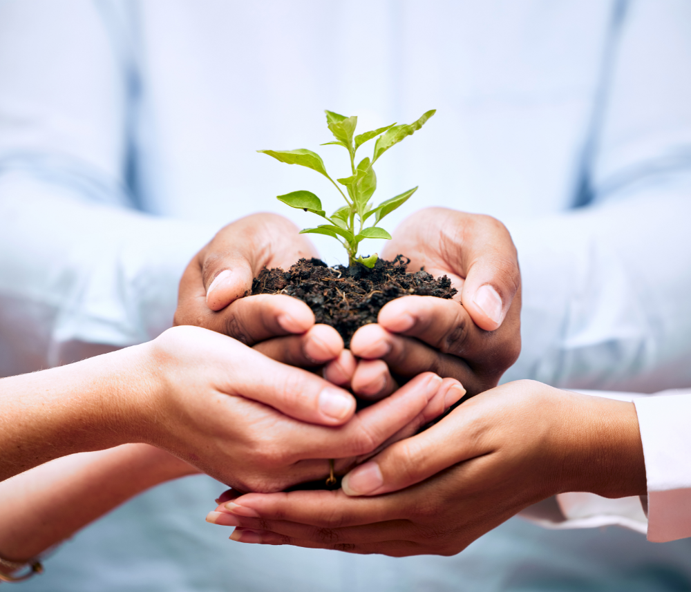 Hands holding soil with a plant growing.